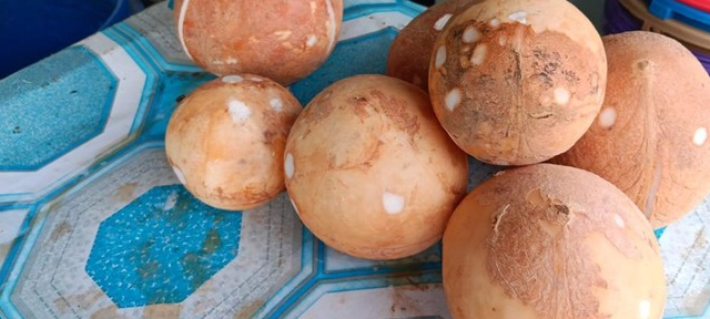 Biang Kerok Harga Kelapa Melambung Tinggi